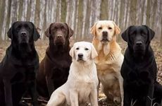 属猴的养啥宠物旺财呢