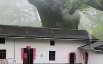 门前不能种的5种树
