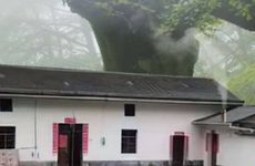 门前不能种的5种树