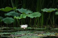 大门口摆放地毯的讲究