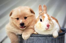 属虎人养什么宠物旺财