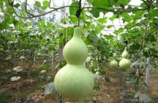 葫芦为什么不可以送人