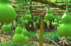 家里不要随便乱摆乱挂葫芦