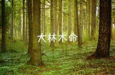 88年大林木命属龙五行缺什么