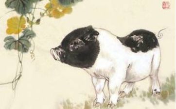 83年几月出生的猪命苦