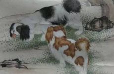 羊和狗犯冲吗 能做夫妻吗