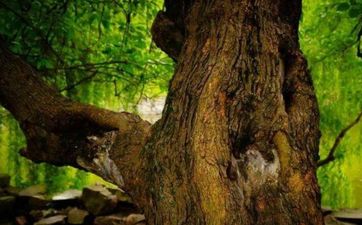 八字纳音五行桑柘木金