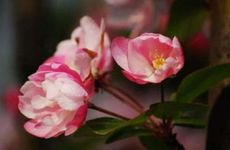 手机尾号6666和8888哪个寓意好