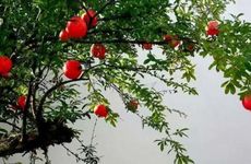 1980年属猴人石榴木命缺啥