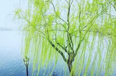 五行缺木杨柳木命的人该怎么办