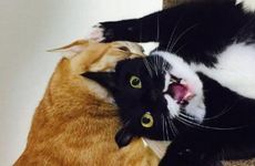 家里养猫聚财还是破财