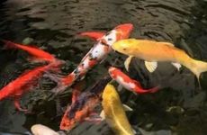 车内放什么摆件可辟邪保平安