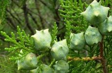 太阴在卯酉宫坐命的寓意