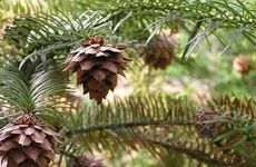 五行解析松柏木命人