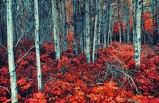 男平地木女佛灯火命与子偕老