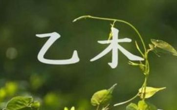 乙木寅卯辰三会局心思细腻