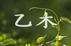 乙木寅卯辰三会局心思细腻