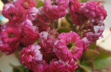 养什么花好运气又旺财