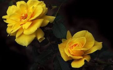 家中再穷也要养的10种花是有哪些？