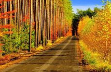 大林木命的人适合什么颜色的车