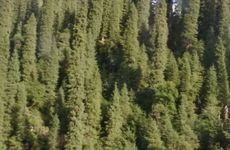 松柏木命财运很好吗