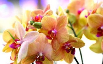 生日为什么不能哭 生日为什么不能哭