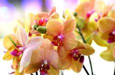 生日为什么不能哭