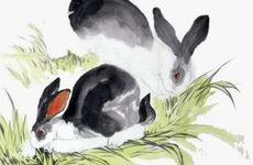 兔和兔的婚配怎么样?