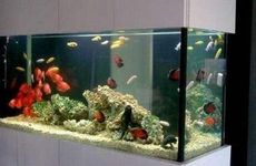 家里鱼缸风水讲究