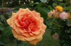 2026年如何应对桃花劫