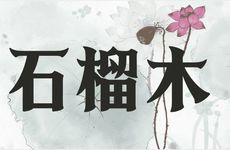 石榴木命的女人财运发展