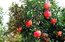 辛酉年石榴木命详解