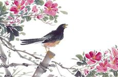 天堂鸟合适养家中吗