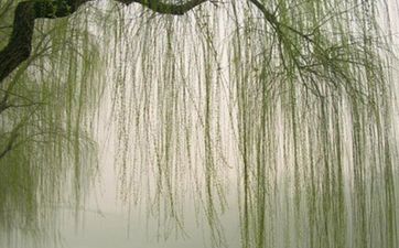 五行杨柳木命性格特点