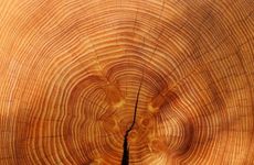 松柏木命五行分析