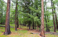 辛卯纳音松柏木是怎样的木