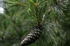 平地木命和松柏木命婚姻会波动吗