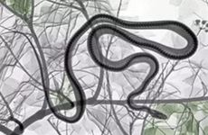 蛇缠马腿夫妻寓意