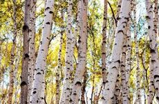 戊辰大林木实际含意