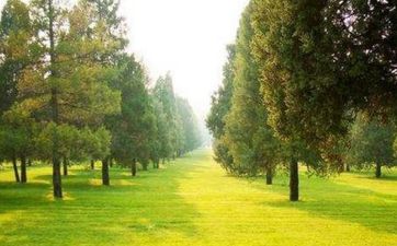 1989年属蛇人己巳年生大林木命详解