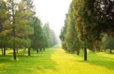 1989年属蛇人己巳年生大林木命详解