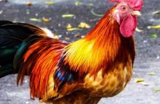 鸡狗兔一家三口家庭关系如何