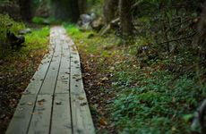 1958属狗平地木命四柱土多住几楼好