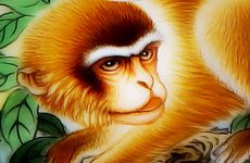 女猴和马男合适吗