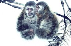 蛇跟猴在一起谁更倒霉呢?