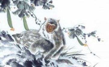 鸡和猴在一起合适吗
