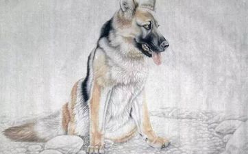 蛇和狗在一起合财吗
