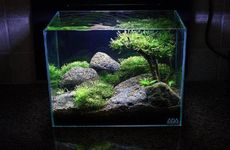 家里鱼缸摆放位置风水上的要求