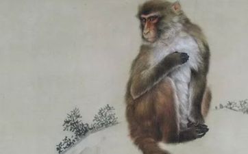 鸡男猴女适合还是猴男鸡女适合呢？