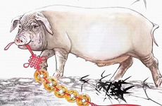 2007年几月猪最有福气